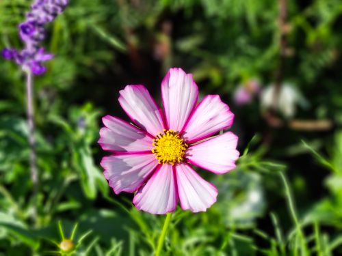 Free A vibrant close-up of a blooming pink cosmos flower in a lush garden setting. Stock Photo