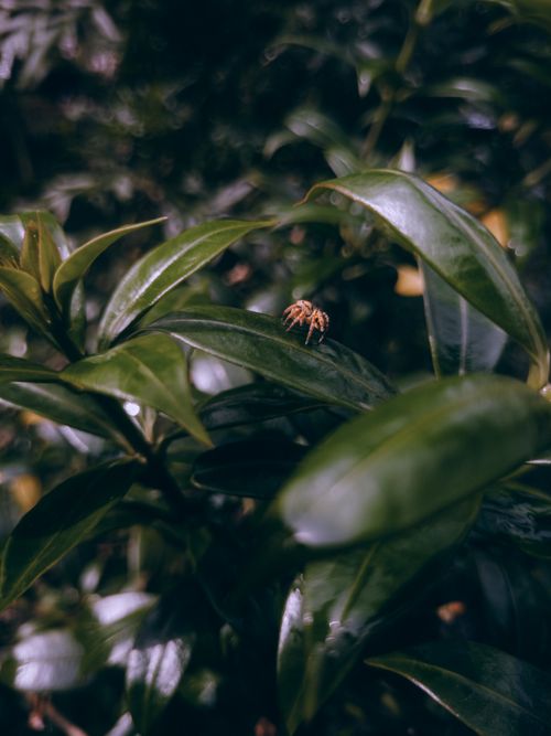 Free A spider perched on lush green leaves in a natural setting in KL, India. Stock Photo