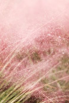 A dreamy close-up of pink Muhly grass in soft light, showcasing nature's delicate beauty.
