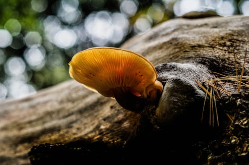 Wild Mushroom Growing on a Tree Log