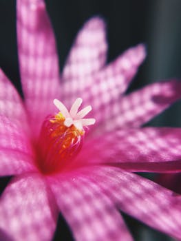 特写镜头中，充满活力的粉红色斯伦伯格花在阳光下，花瓣上投下独特的阴影