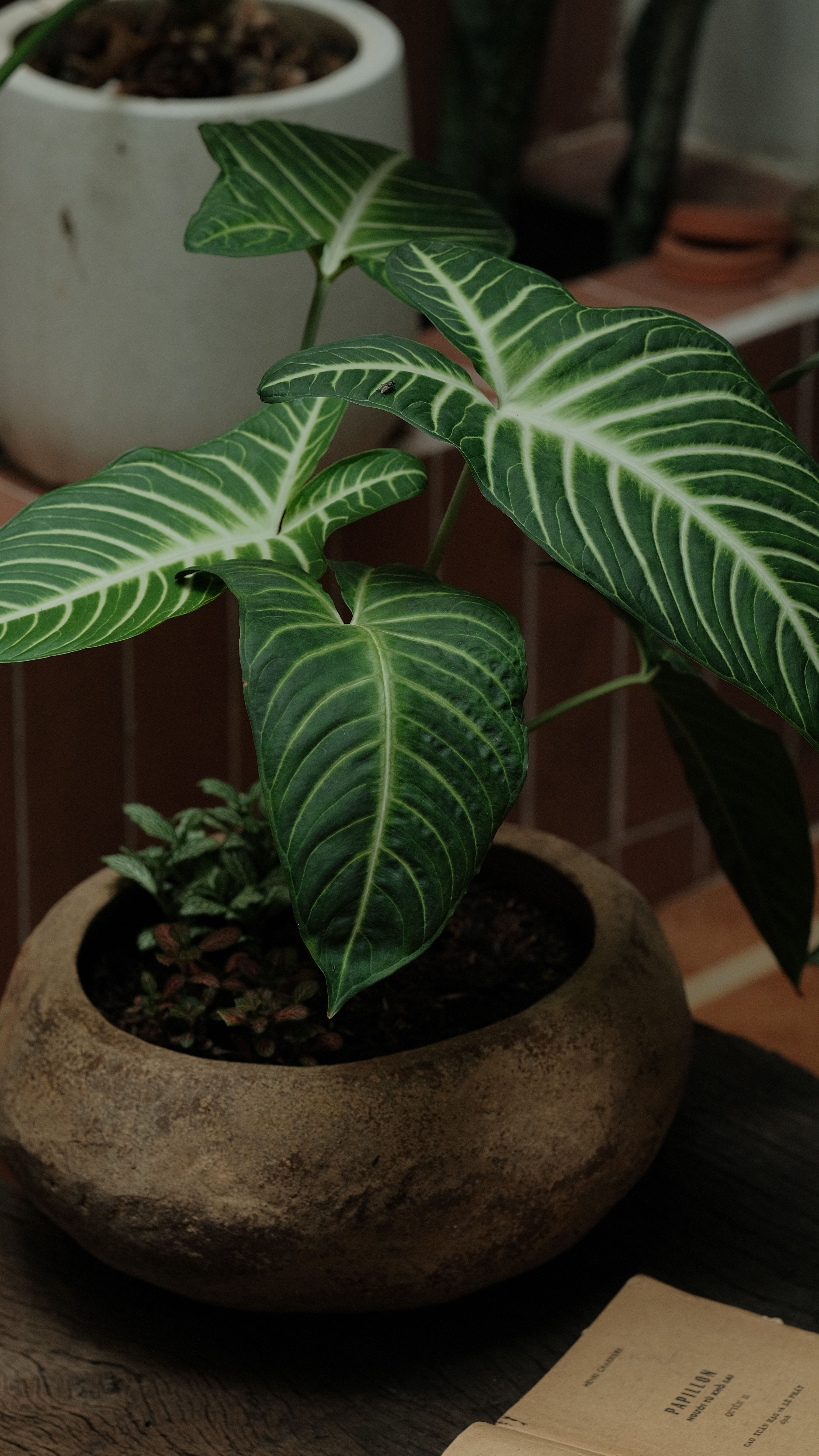 Plantes dépolluantes pour la maison - illustration
