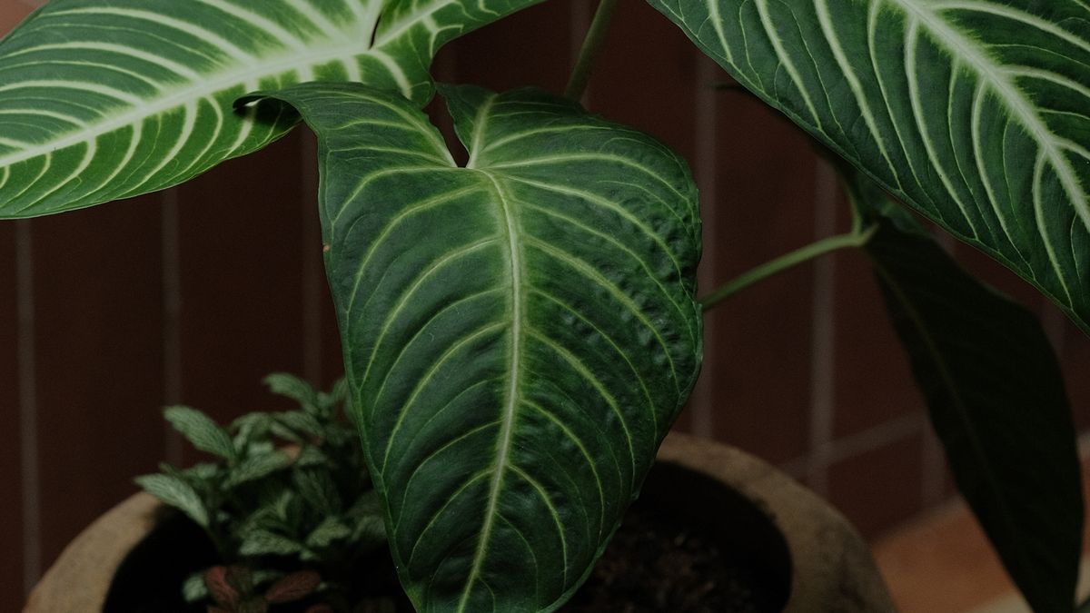 Plantes dépolluantes pour la maison - illustration