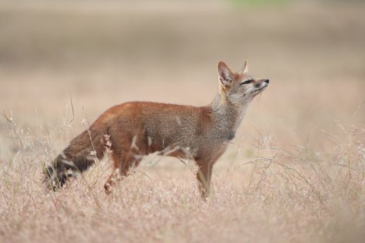 A Bengal fox posing gracefully in the grasslands of Kolhapur, India.