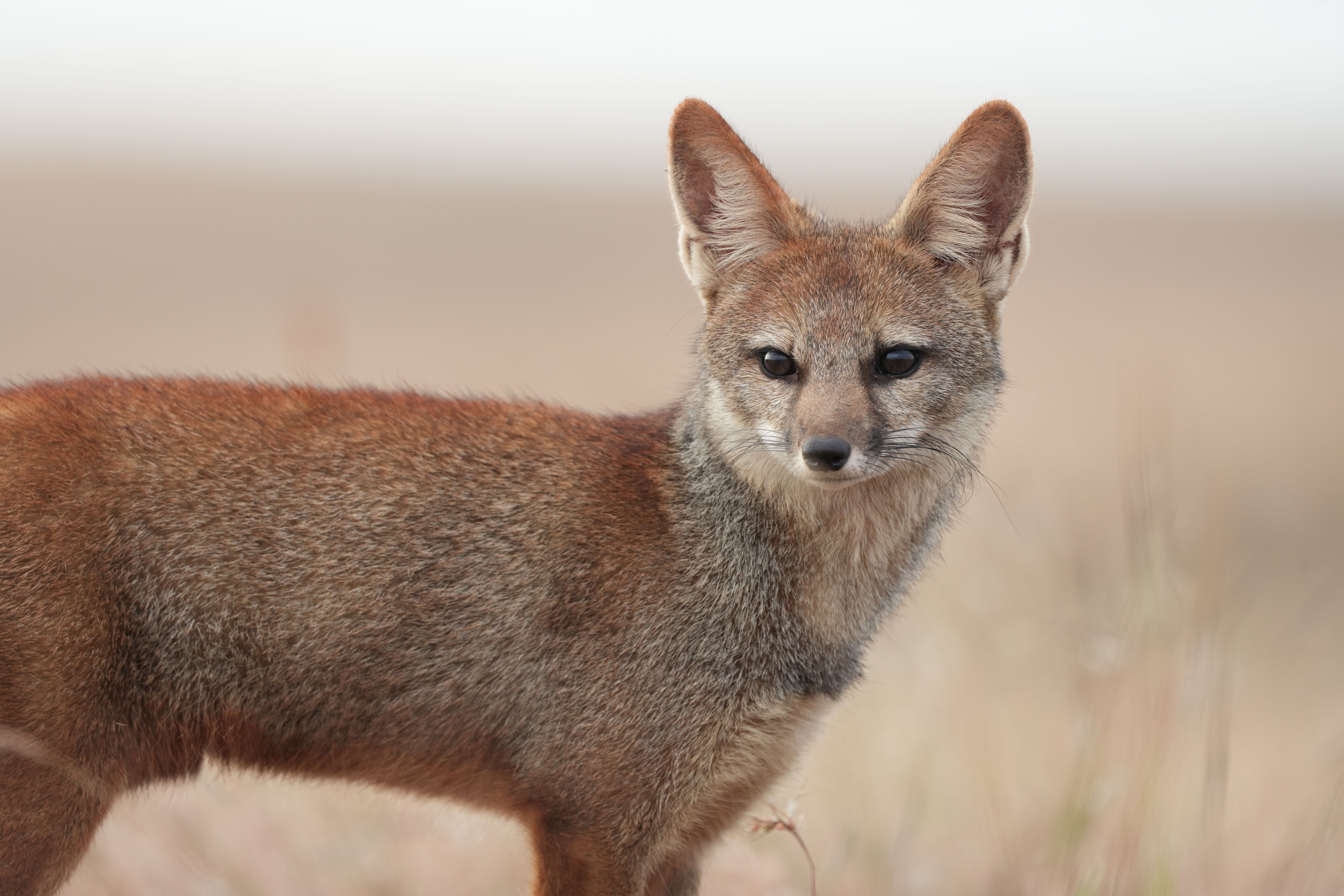 A Bengal Fox (Vulpes bengalensis) in its natural habitat in Kolhapur, Maharashtra, India.