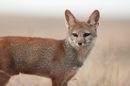 A Bengal Fox (Vulpes bengalensis) in its natural habitat in Kolhapur, Maharashtra, India.