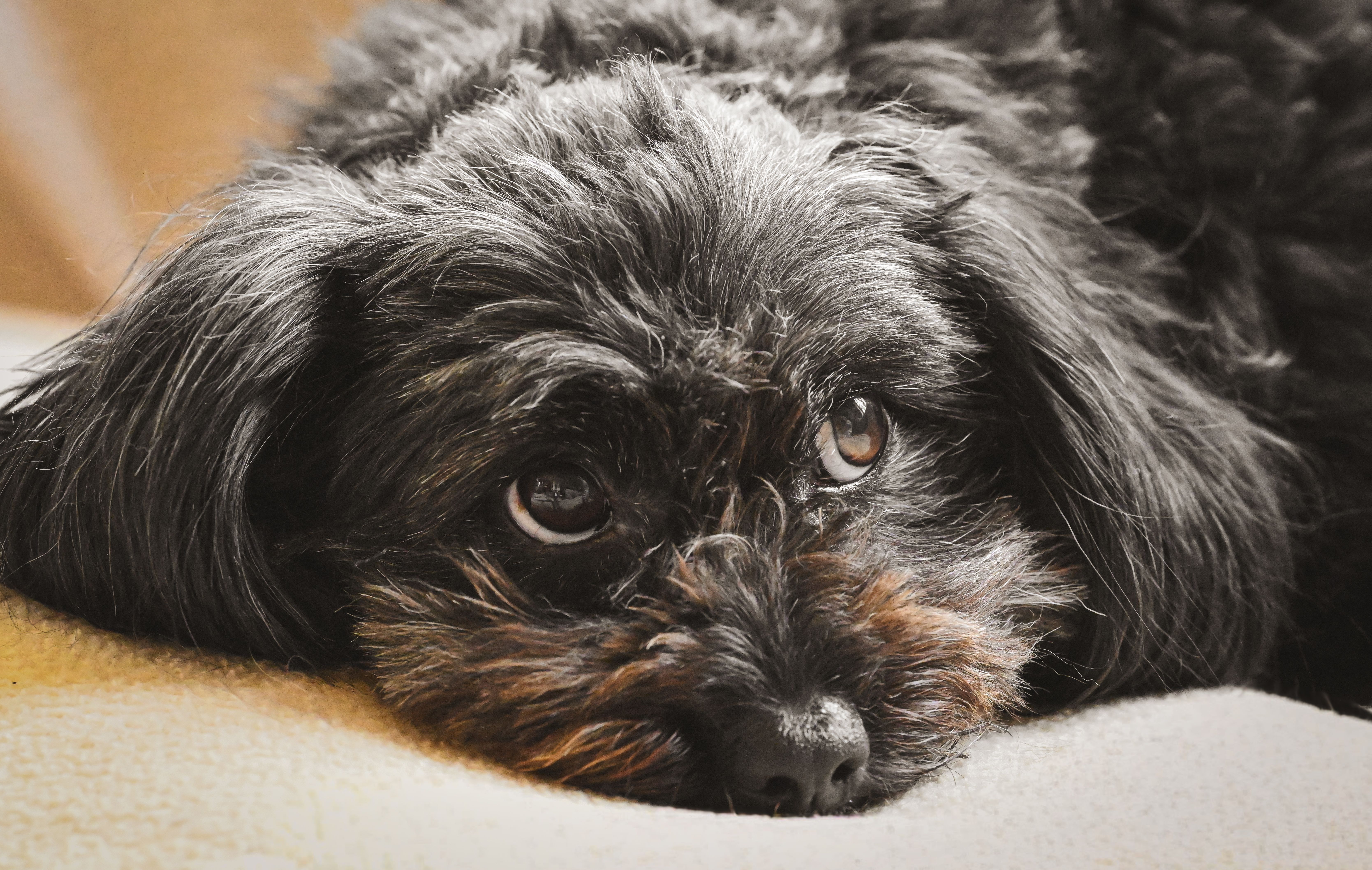 A dog undergoing diagnostic blood testing at a veterinary clinic