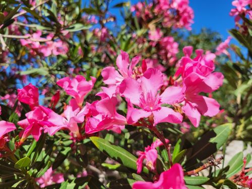 Free Close-up of vibrant pink oleander flowers in full bloom under a clear blue sky. Stock Photo
