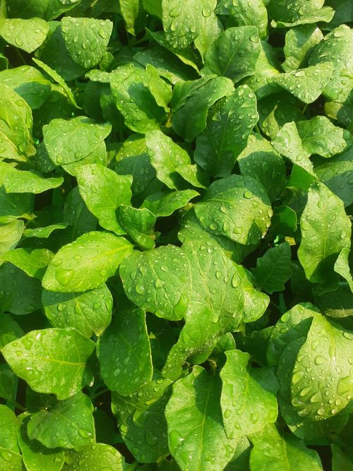 Free Close-up of lush spinach leaves covered in morning dew, symbolizing freshness and health. Stock Photo