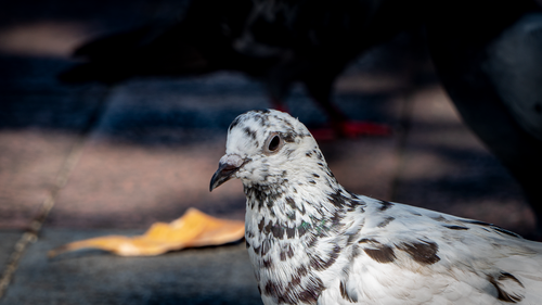 Free Detailed view of a speckled pigeon standing on a city sidewalk. Stock Photo