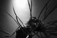 一幅黑白肖像，背景朴素，人物留着辫子，运动姿态表现力鲜明