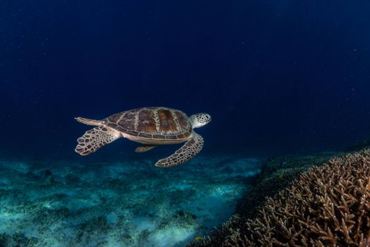 A sea turtle gracefully swims near a vibrant coral reef in West Nusa Tenggara, Indonesia.