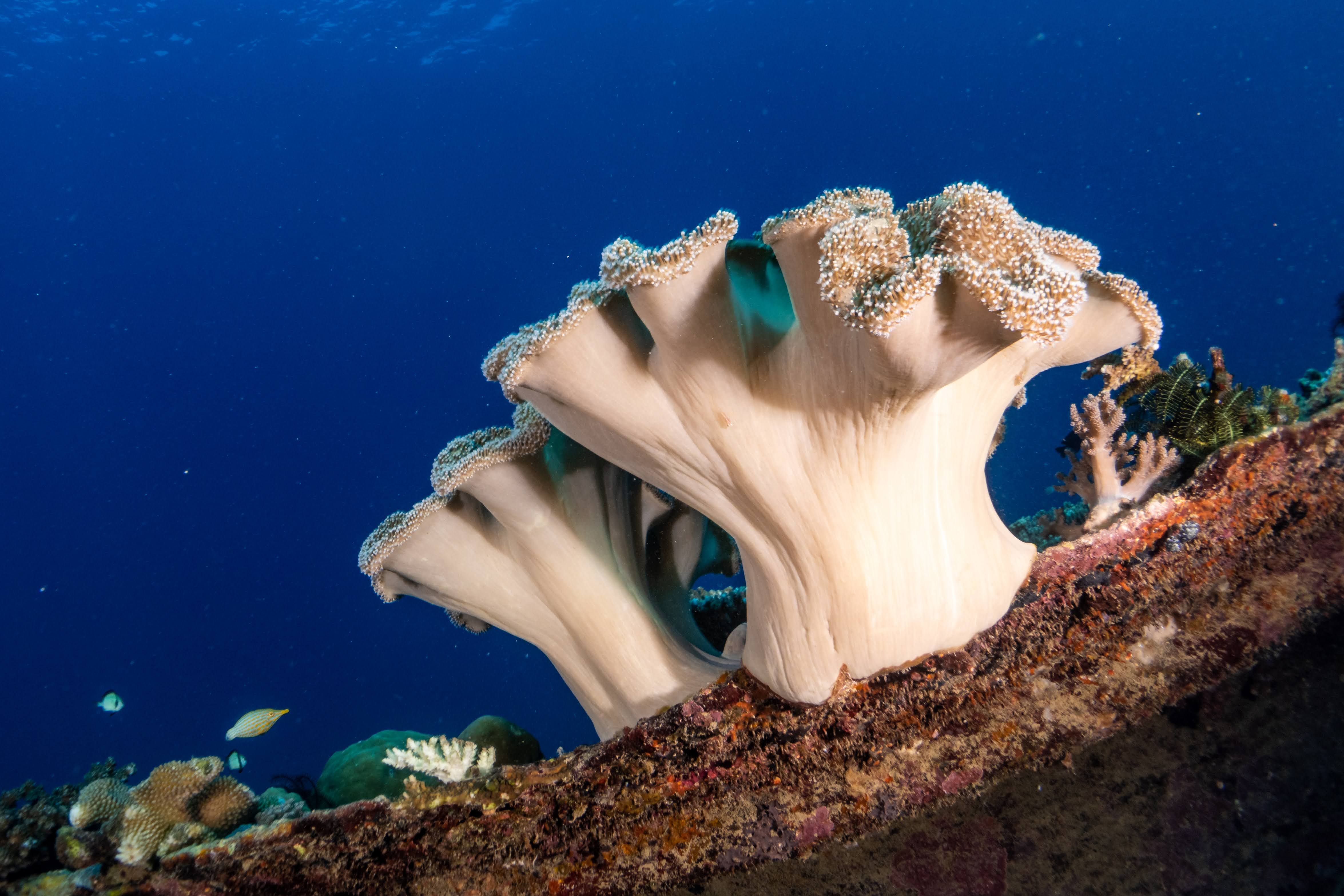 Best Dive Sites in Virgin Gorda — Virgin Gorda travel guide photo