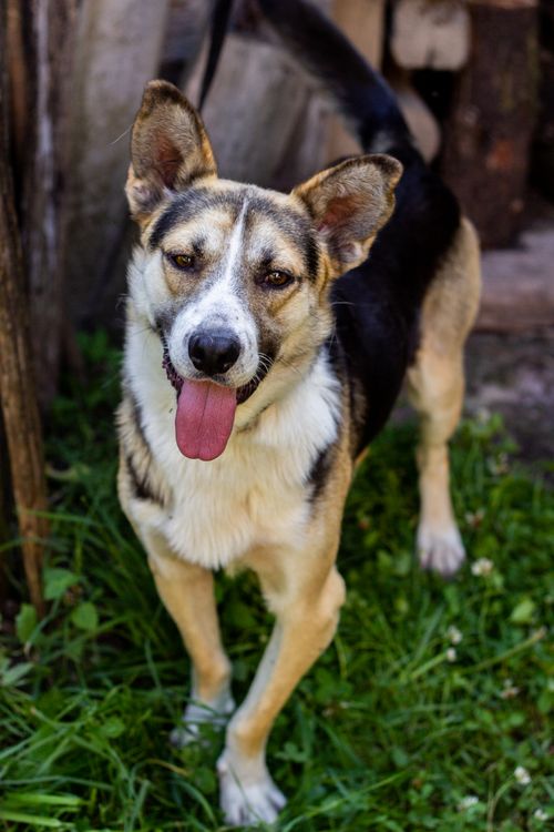 Free Cheerful dog with tongue out, standing on grass, basking in sunlight outdoors. Stock Photo