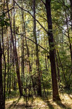 A serene and sunlit forest with tall trees, casting shadows in summer.