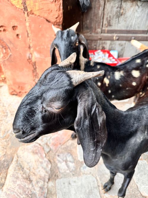 Free Two black goats stand together in a rustic Jaipur setting, capturing their unique features. Stock Photo