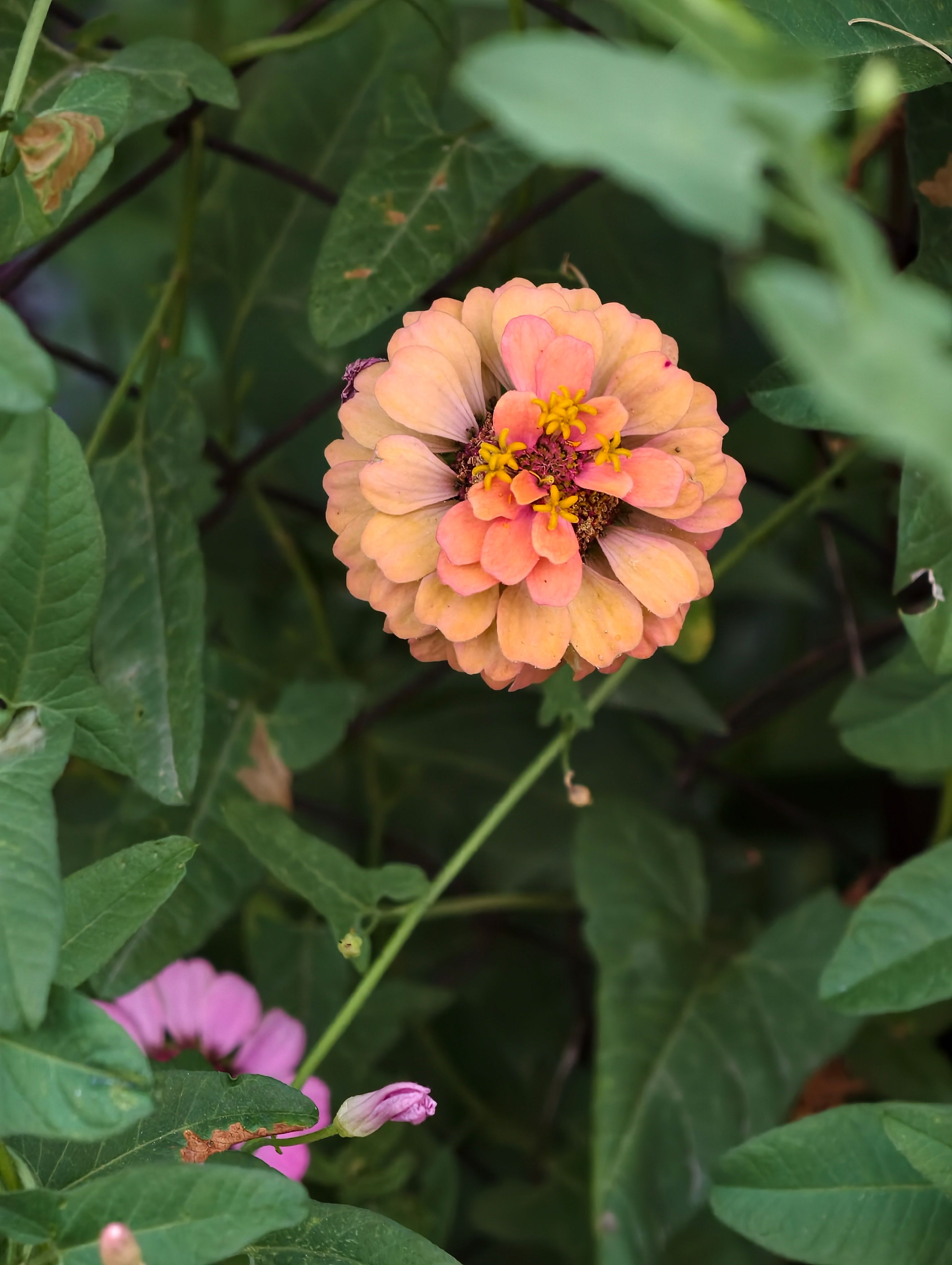 [ColoSach]-close-up-of-vivid-zinnia-flowers-with-lush-green-leaves,-creating-a-striking-contrast-in-an-outdoor-garden-setting.
