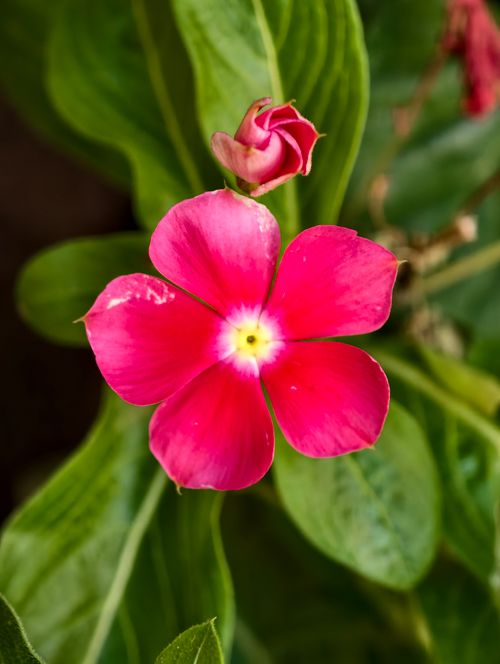 Free Close-up of a vibrant pink periwinkle flower with lush green leaves. Stock Photo
