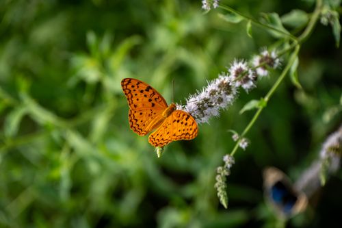 Free Orange Leopard butterfly perched on a mint flower in Pakistan's lush green garden. Stock Photo