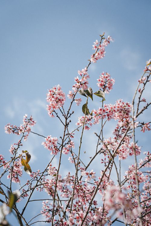 Free Beautiful cherry blossoms in full bloom reaching towards a clear blue sky. Stock Photo