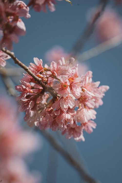 Free Beautiful pink cherry blossoms blooming against a clear blue sky, capturing the essence of spring. Stock Photo
