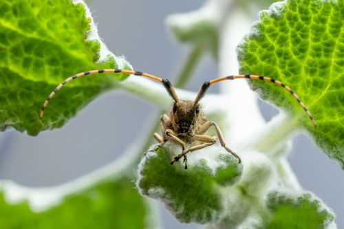 Free Macro shot of a longhorn beetle perched on a green leaf in Valencia, Spain. Stock Photo