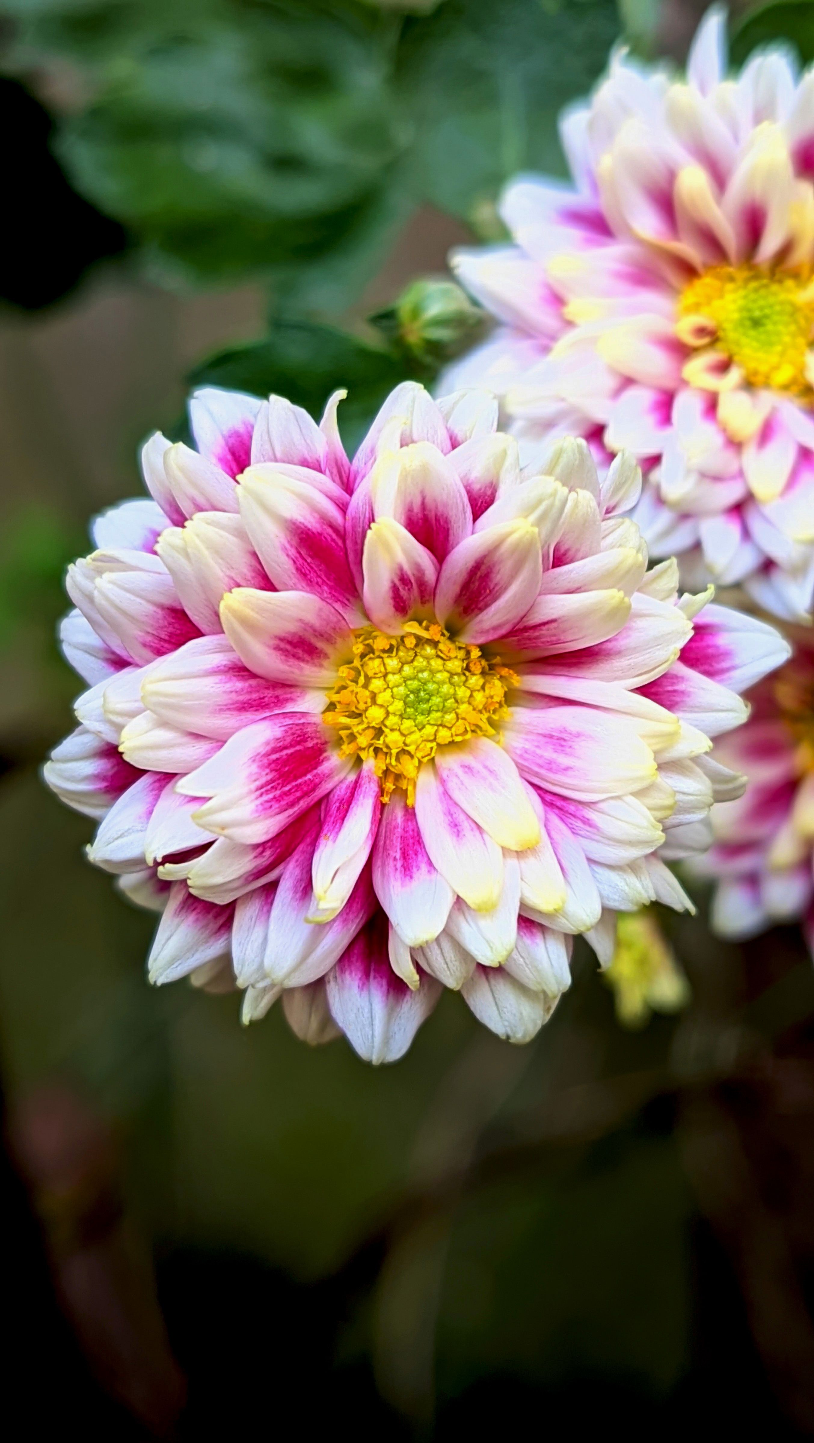 [ColoSach]-beautiful-close-up-of-vibrant-chrysanthemum-flowers-in-full-bloom,-showcasing-intricate-petal-patterns.
