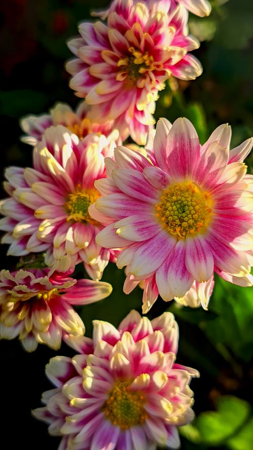 Free Bright pink and white chrysanthemums captured outdoors in natural sunlight. Stock Photo