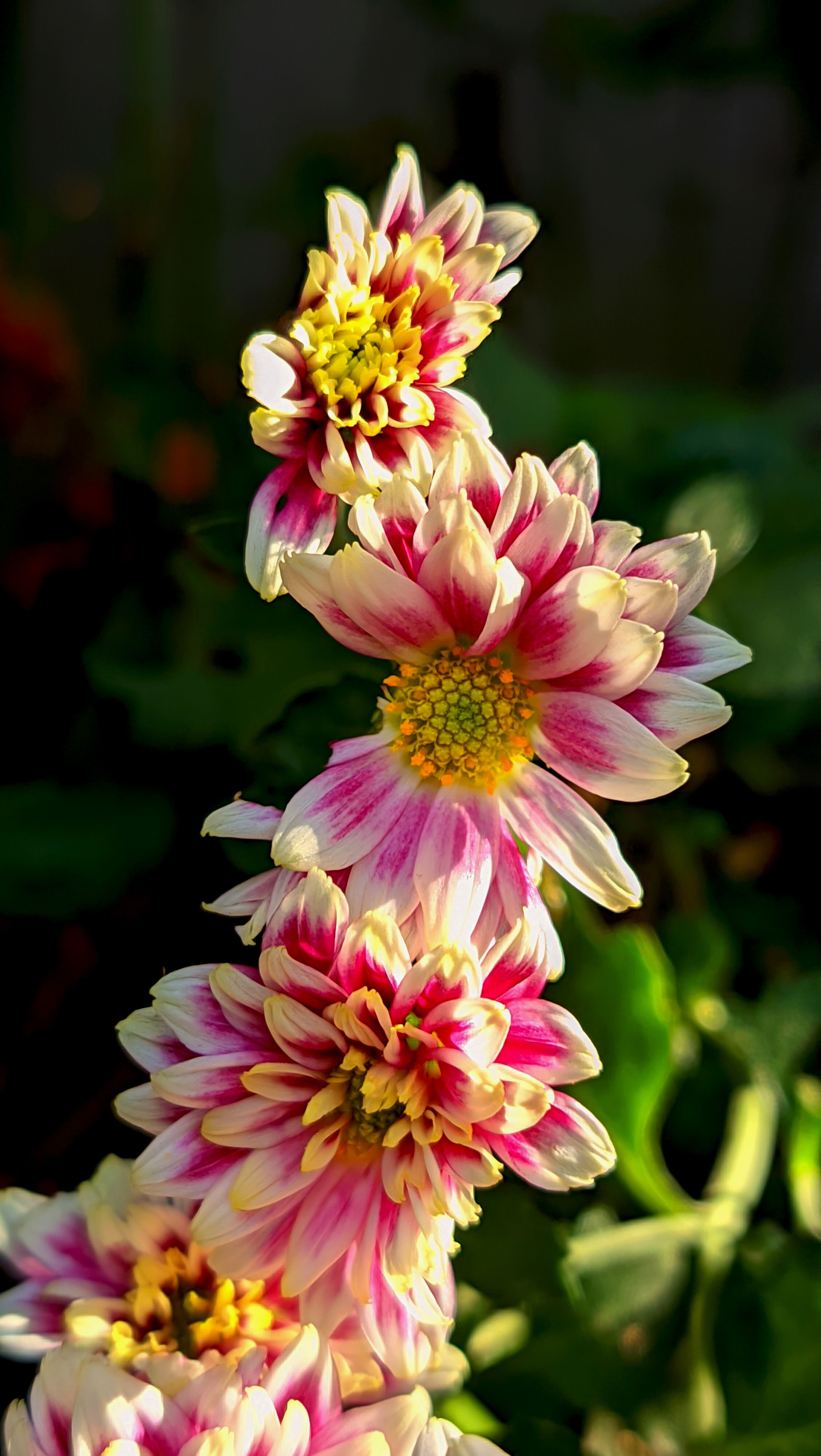 [ColoSach]-close-up-of-vibrant-pink-and-white-chrysanthemum-flowers-with-green-foliage,-showcasing-their-natural-beauty.