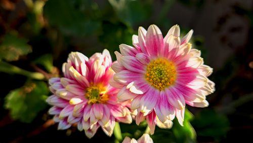 Free Close-up of two vibrant pink and white chrysanthemum flowers in sunlight. Stock Photo