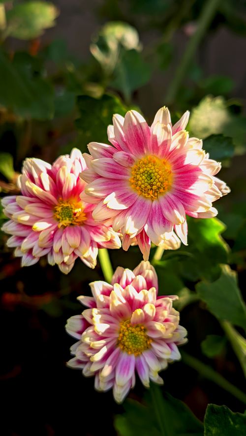 Free Vibrant pink chrysanthemums with yellow centers bask in sunlight, surrounded by green leaves. Stock Photo