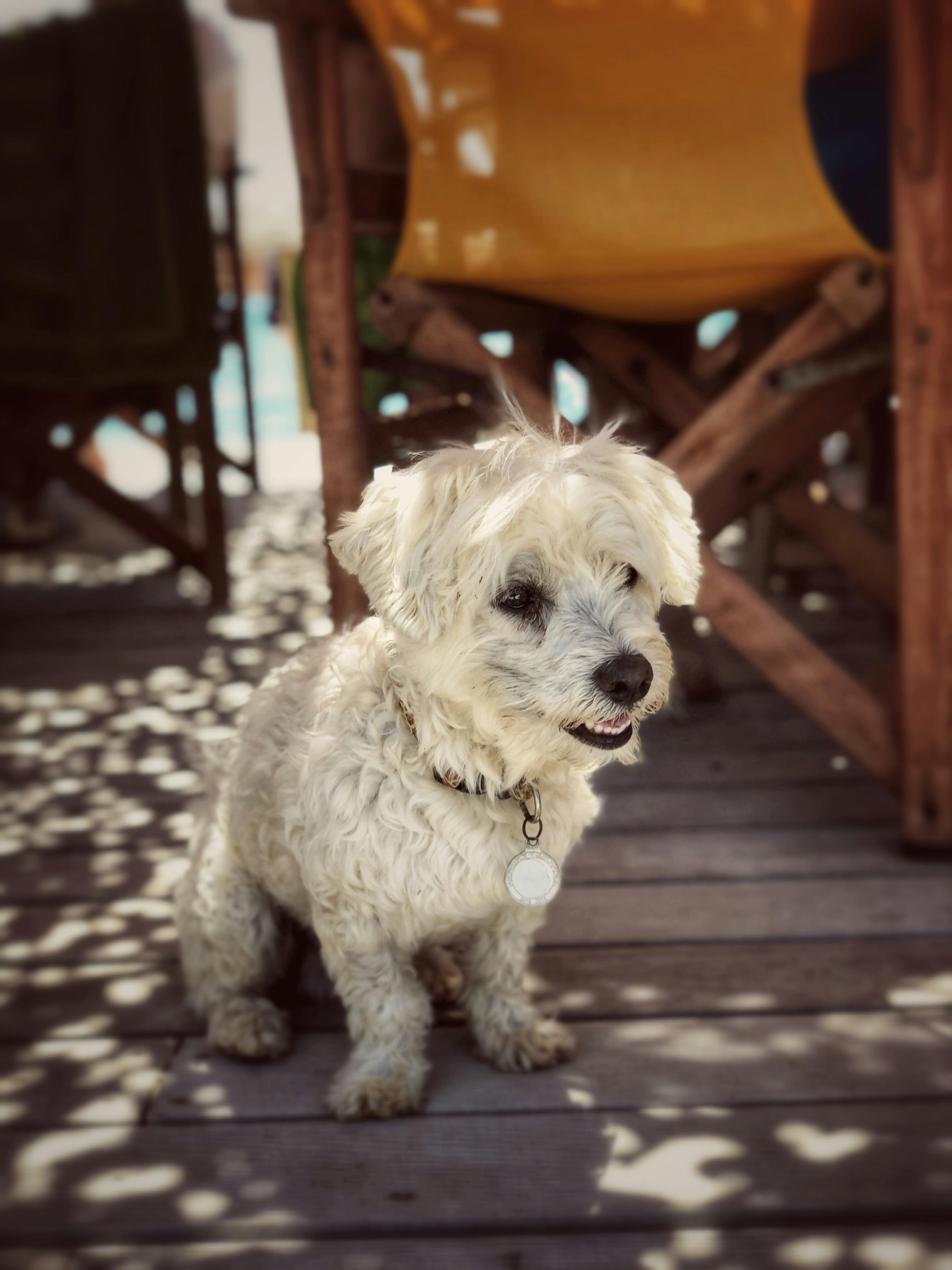 Free Photo Of Dog Sitting On Wooden Floor Stock Photo