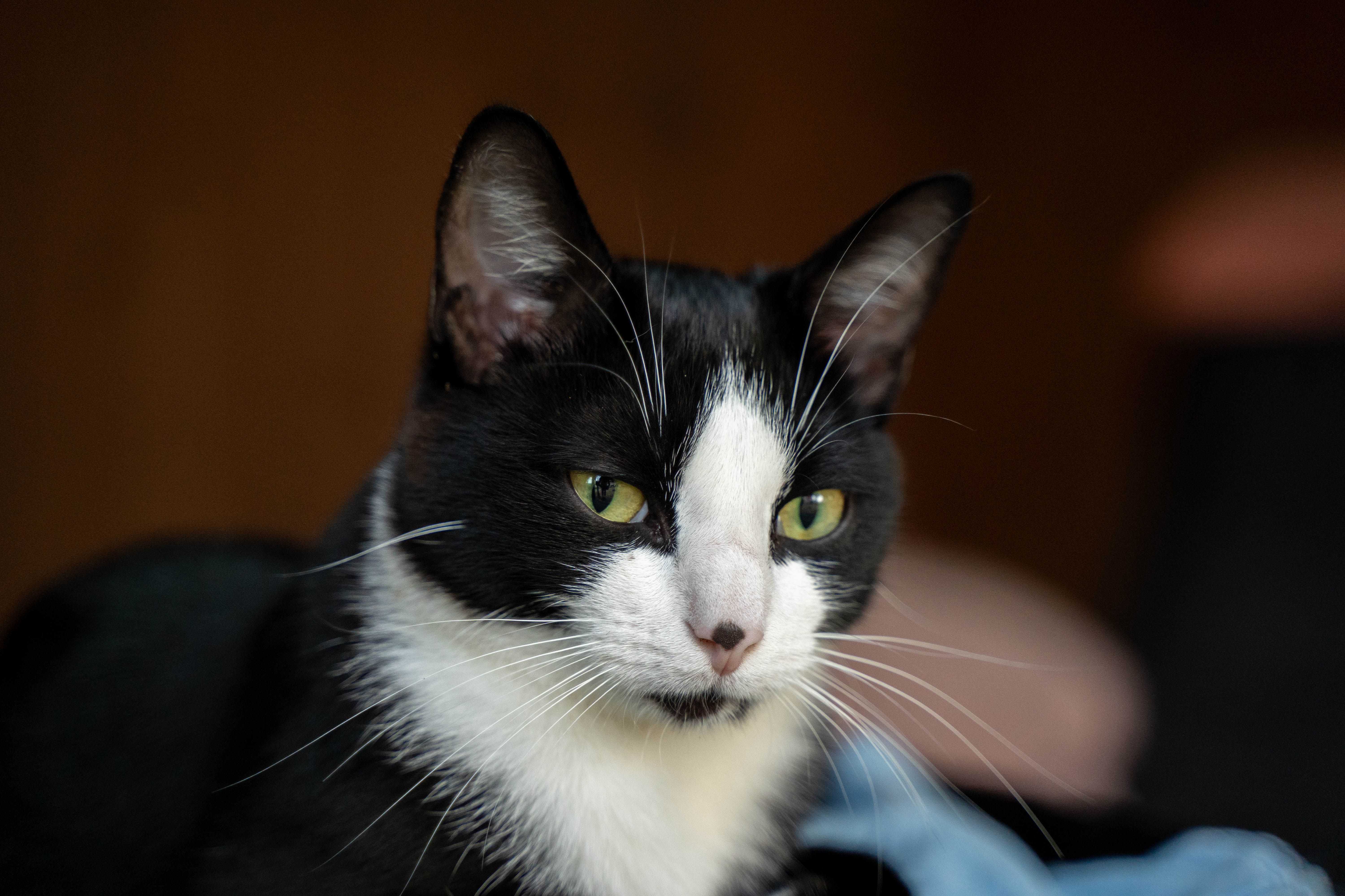 Veterinary care for a cat