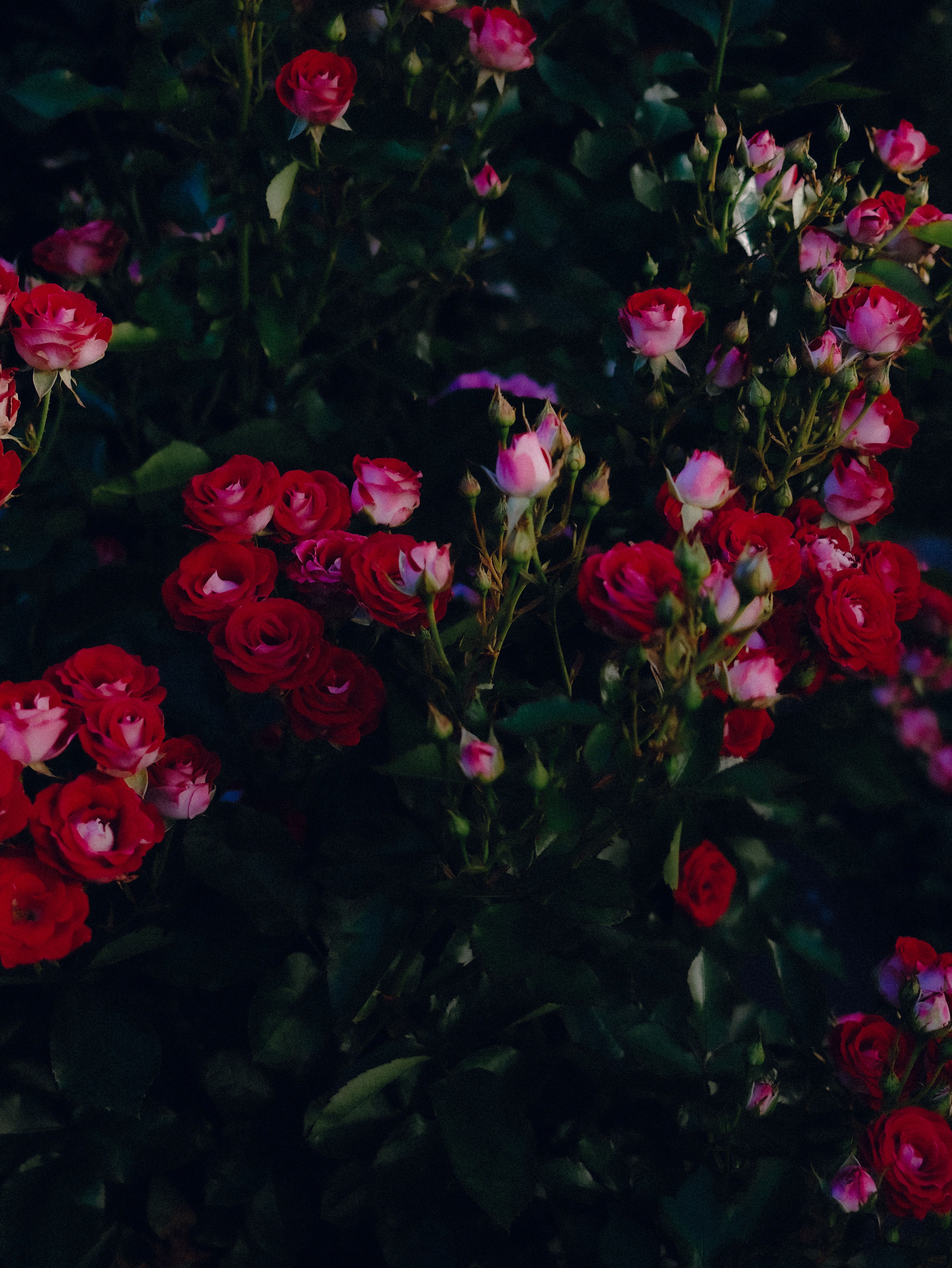 [ColoSach]-a-vivid-display-of-red-roses-blooming-amidst-lush-green-leaves,-captured-in-natural-light.