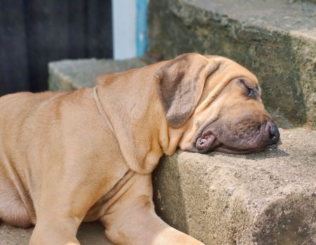 A Mastiff dog peacefully sleeping on stone steps in warm sunlight.