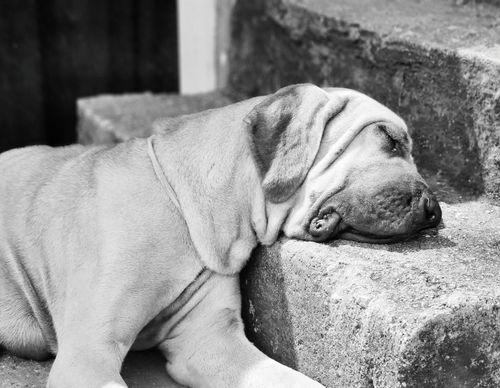 Free A large dog rests peacefully on stone steps in a tranquil outdoor setting. Stock Photo