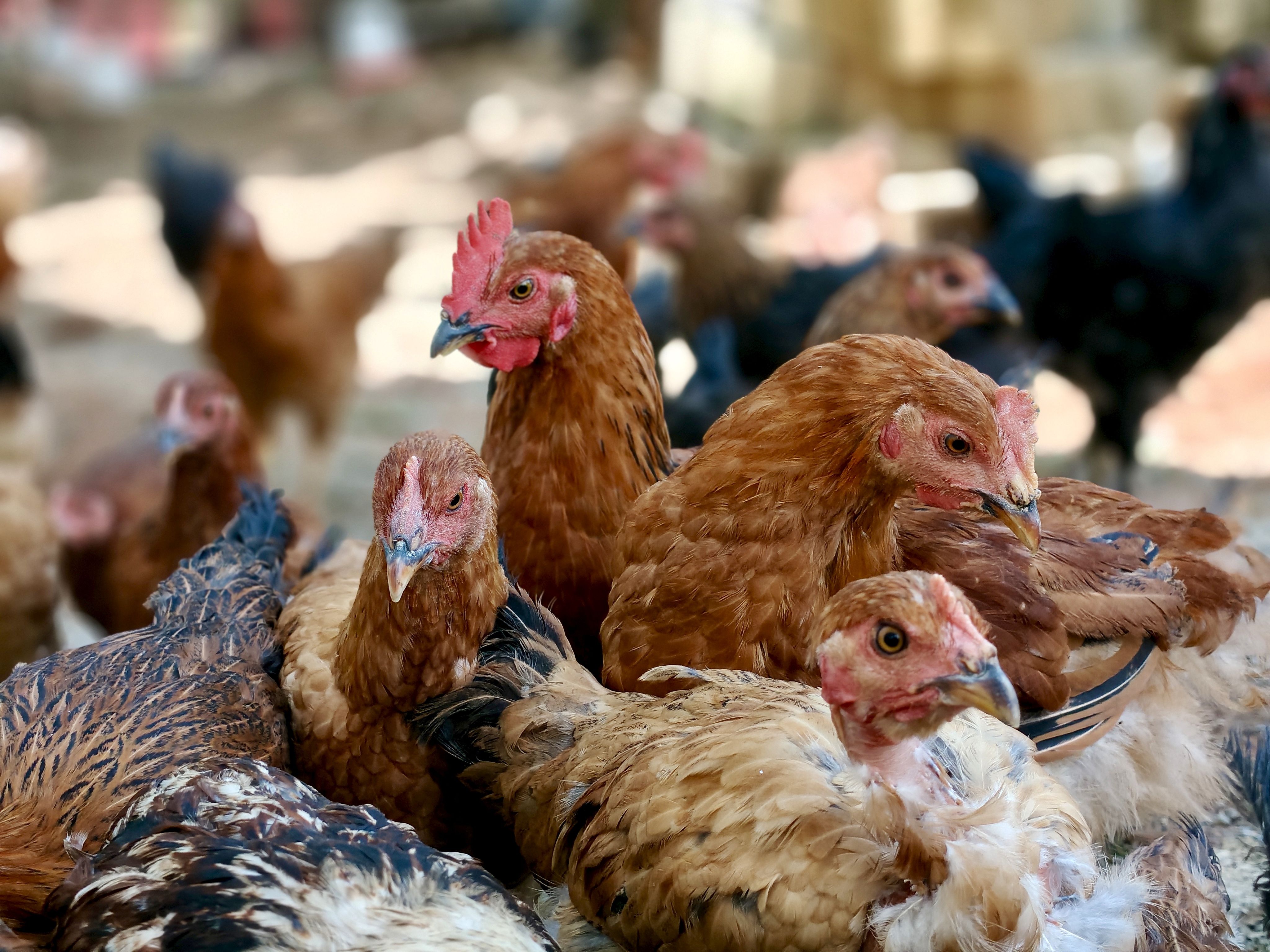คอกไก่หลายช่องในฟาร์มชนบทไทย มีฉากทึบกั้นสายตา จุดน้ำสองตำแหน่ง และทางเดินสะอาด