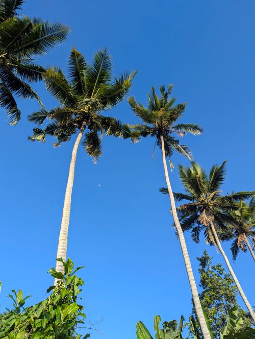 Free Tall palm trees reaching towards a clear blue sky in Gianyar, Bali, Indonesia. Stock Photo