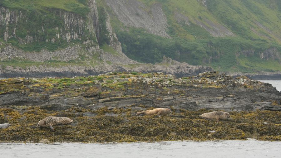 A view of seals lounging on a rocky coastline with cliffs in Ireland