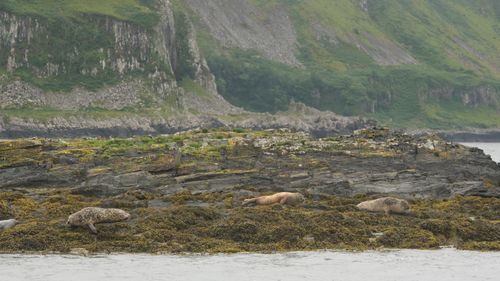 Free A serene view of seals lounging on a rocky coastline with lush cliffs in Ireland. Stock Photo