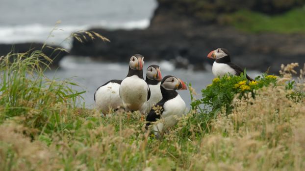 Mykines puffin hike and cliffs — Faroe Islands