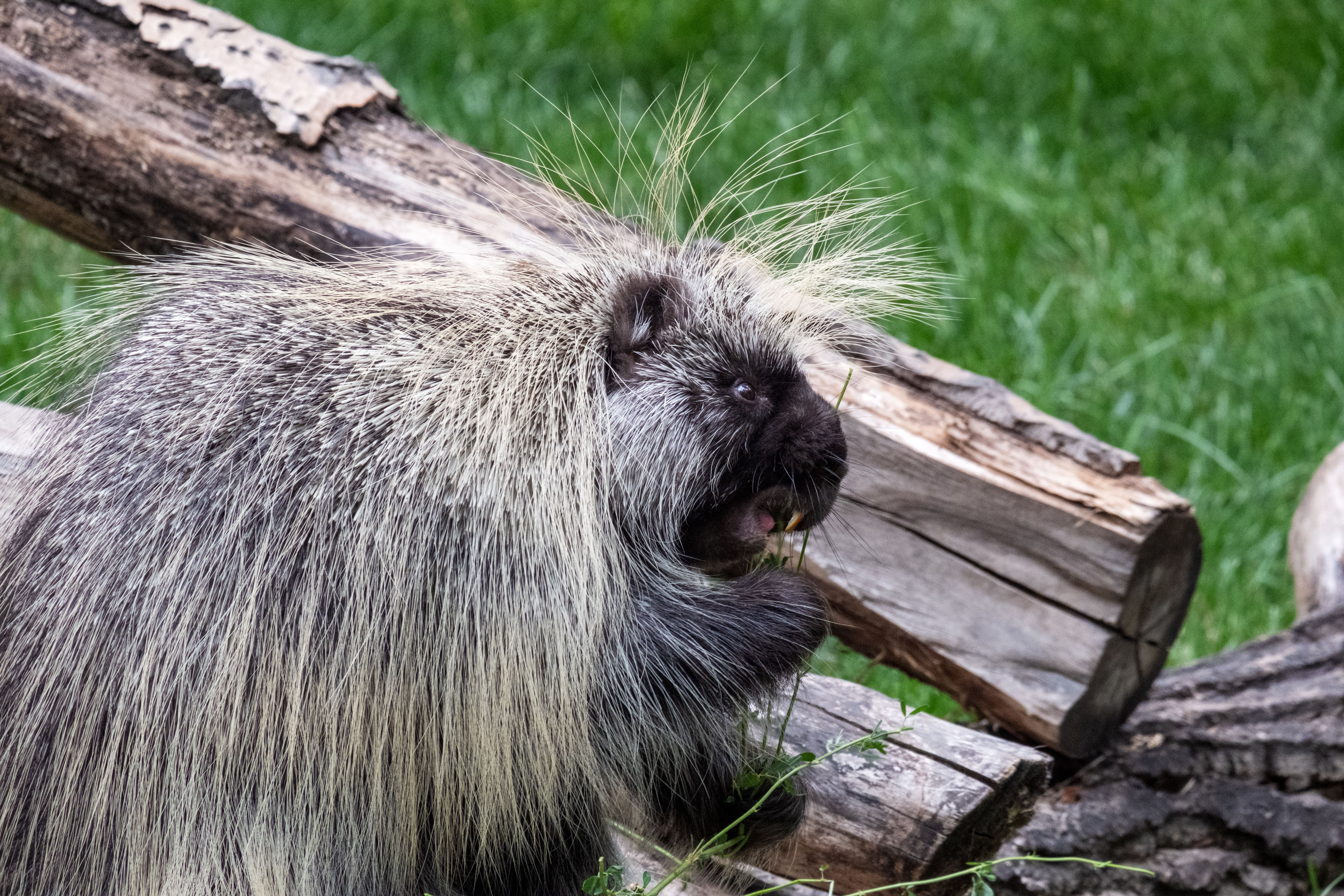 Porcupine