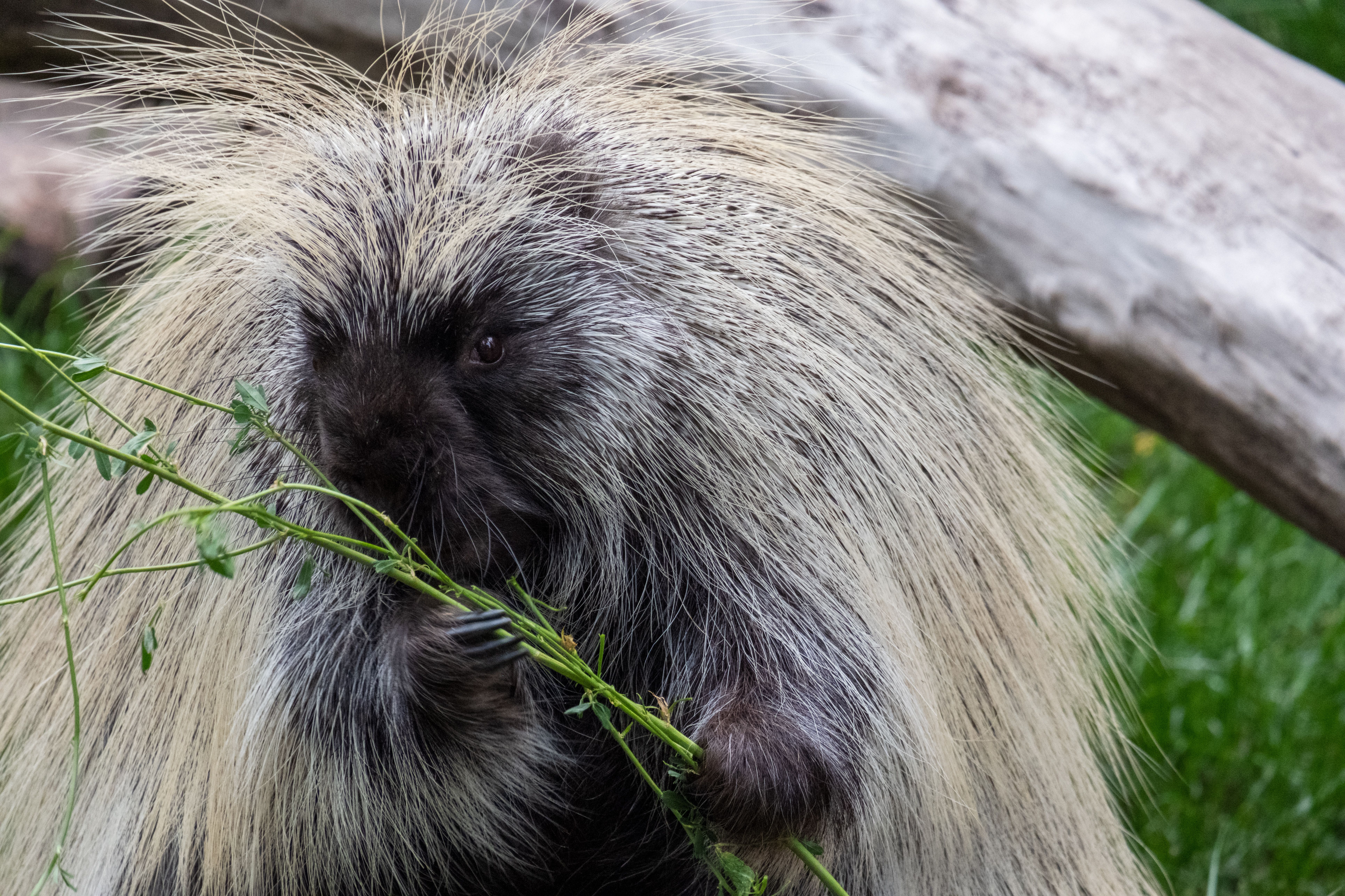 Porcupine Painting Experience