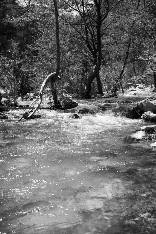 Free A tranquil monochrome image capturing a flowing forest stream surrounded by lush trees. Stock Photo
