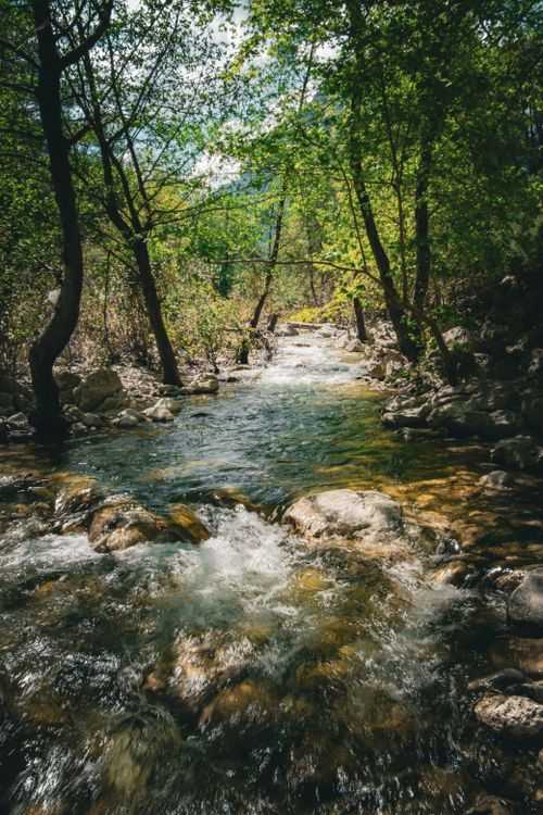 Free A peaceful forest stream flows through a sunlit woodland, surrounded by lush green foliage. Stock Photo