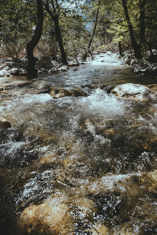 Free A tranquil forest stream flows through sunlit woods, creating a peaceful natural scene. Stock Photo