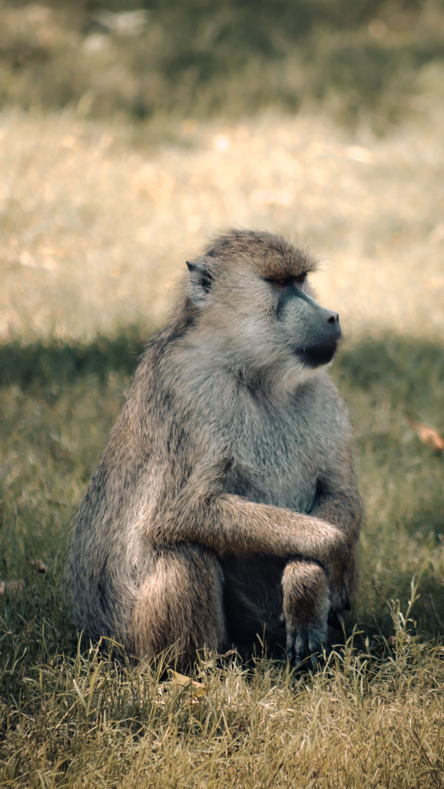 Fotomural Un babuino sentado pacíficamente en la hierba en un entorno natural al aire libre.