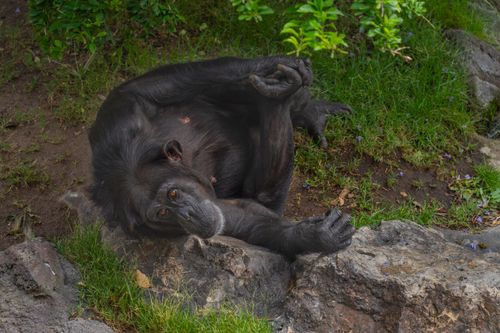Free A chimpanzee resting on rocks in a lush green area at Valencia Zoo, Spain. Stock Photo