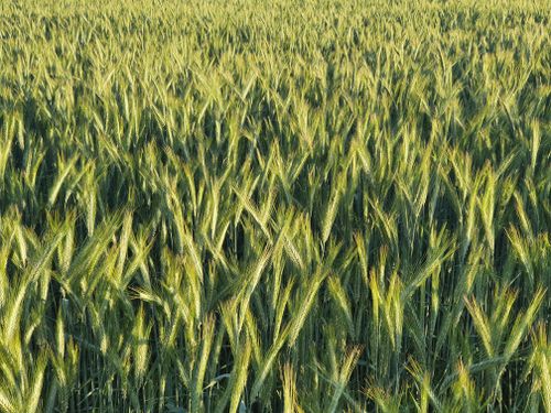 Free Expansive view of green wheat plants in a sunlit field in Biggleswade, England. Stock Photo