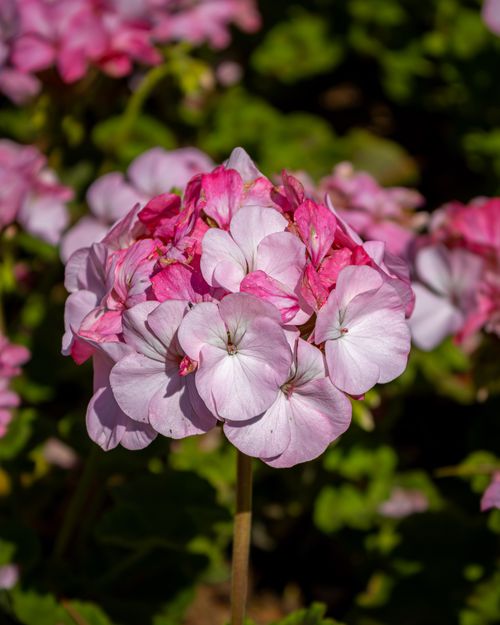 Free A close-up view of vibrant pink geranium flowers in full bloom, showcasing their delicate petals. Stock Photo